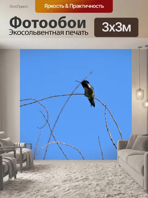 Фотообои колибри