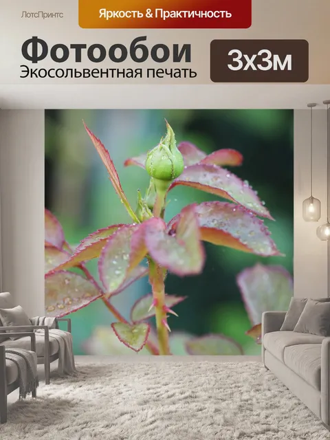 Фотообои Роза