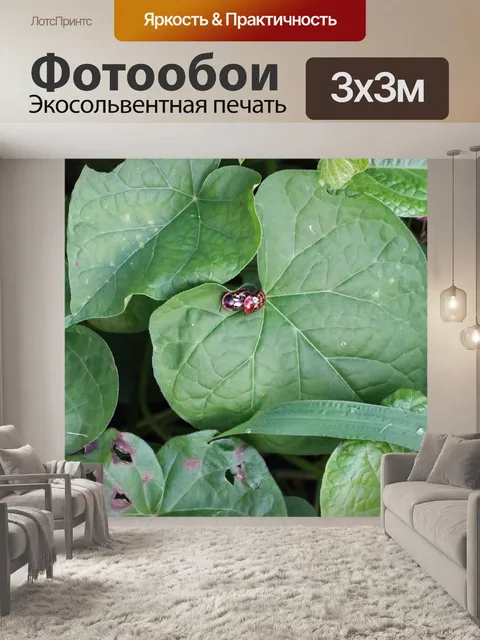 Фотообои блестящие красные пятнистые черепахи