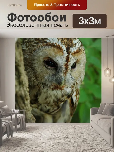 Фотообои Сова