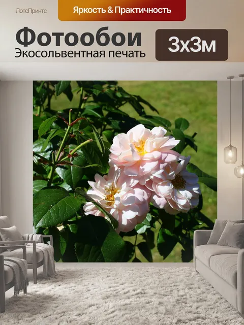 Фотообои Розы