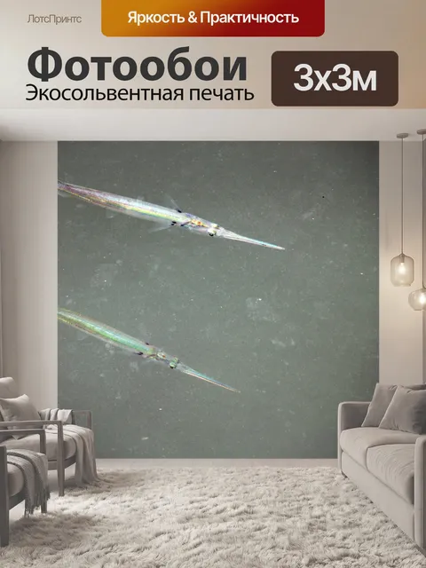 Фотообои Иглы рыбы на море