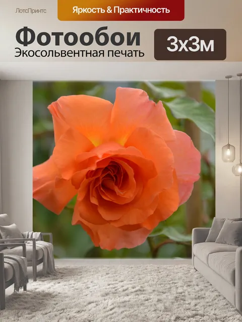 Фотообои Голландские цветы в саду