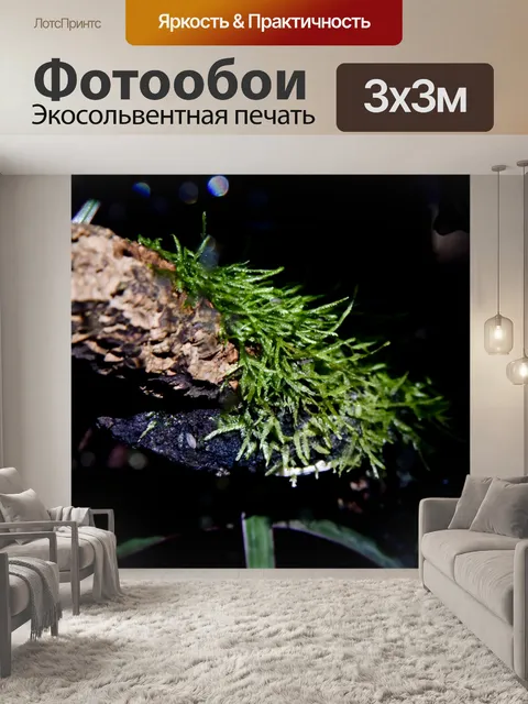 Фотообои Зеленый лес Мосс Дождь