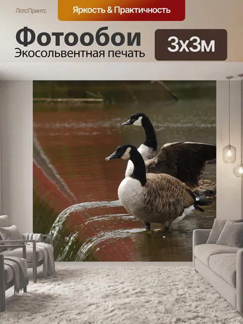 Фотообои Канадские гуси