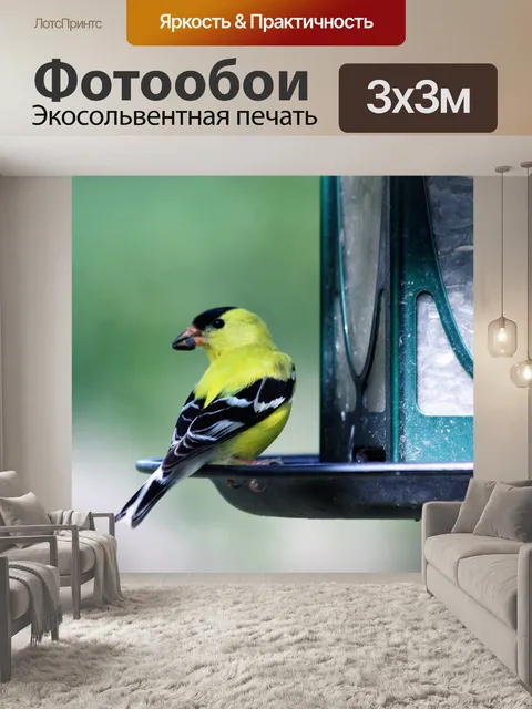 Фотообои Щегол на фидерном кормушке