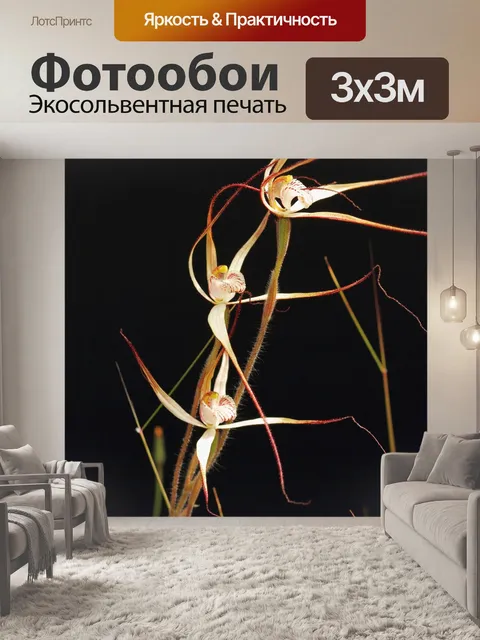 Фотообои Западные паук тонкими орхидея
