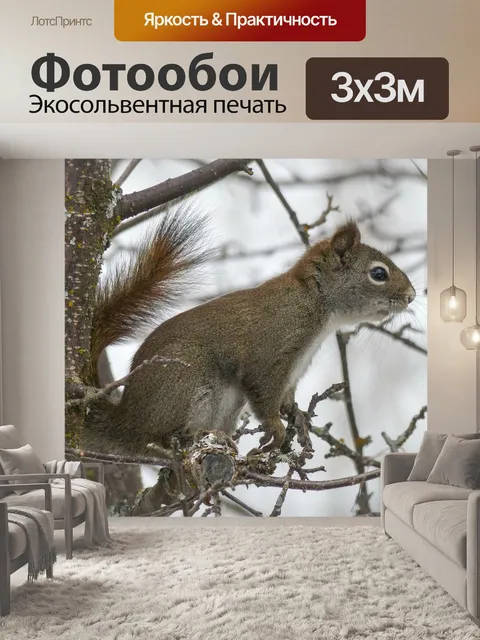Фотообои Белка