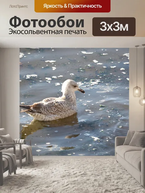 Фотообои Молодая чайка на воде