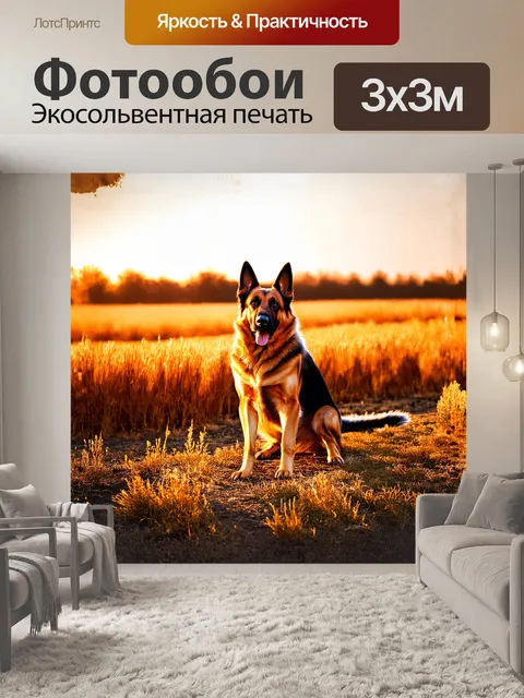 Фотообои немецкая овчарка на фоне золотых полей, словно застывшая в движении, приседает, вытянув передние лапы