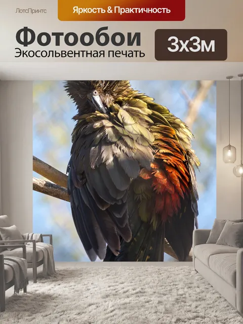 Фотообои Птица