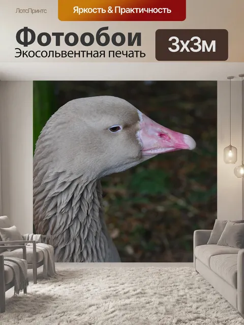 Фотообои Птица