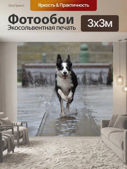 Фотообои Бордер-колли