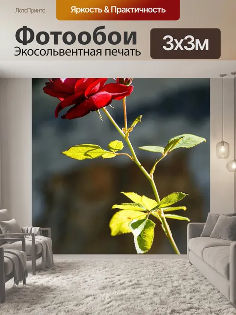 Фотообои Роза