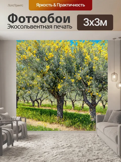Фотообои прованс весной – оливковые деревья и яркие мимозы