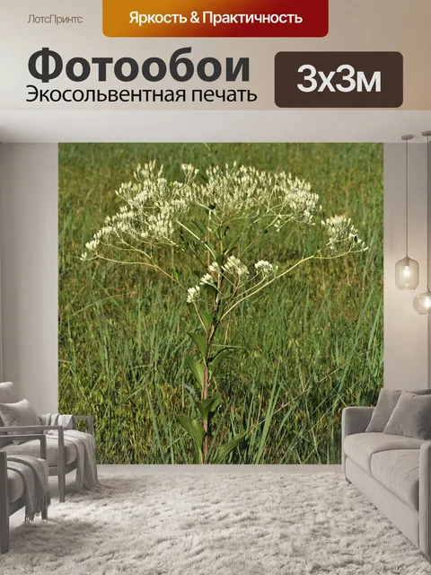Фотообои Полевые цветы подорожника в прериях