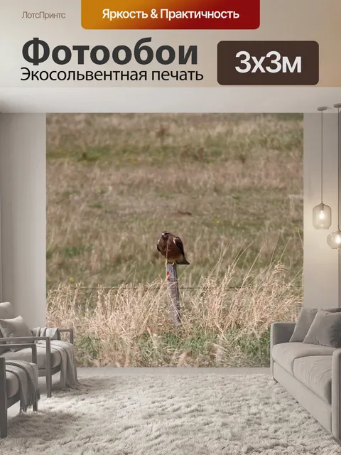 Фотообои Острый блестящий ястреб