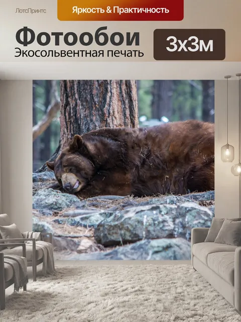 Фотообои Спящий медведь