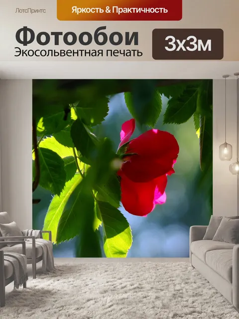 Фотообои Роза