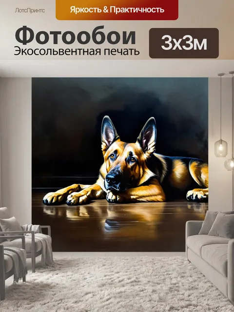 Фотообои бельгийская овчарка, лежащая на темном, деревянном полу, с поднятой головой и задумчивым взглядом…