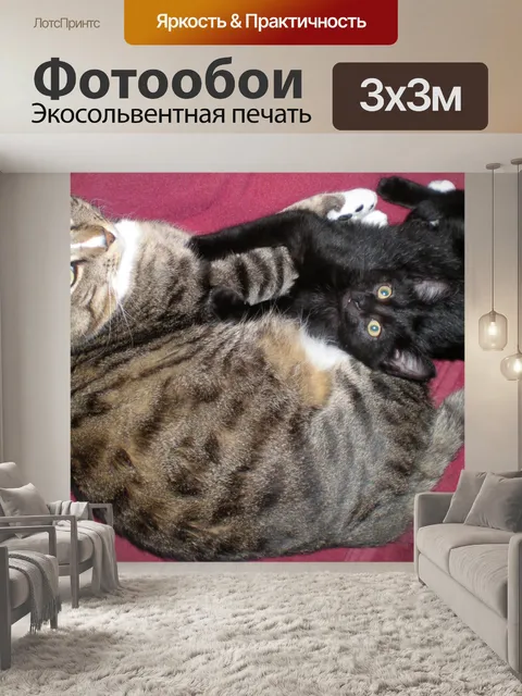 Фотообои Кошки объятия