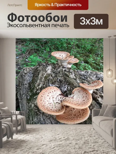 Фотообои Грибы