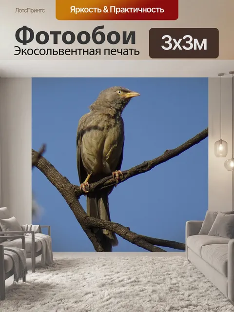 Фотообои Птица