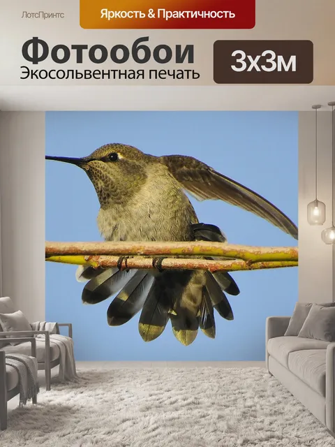 Фотообои Колибри