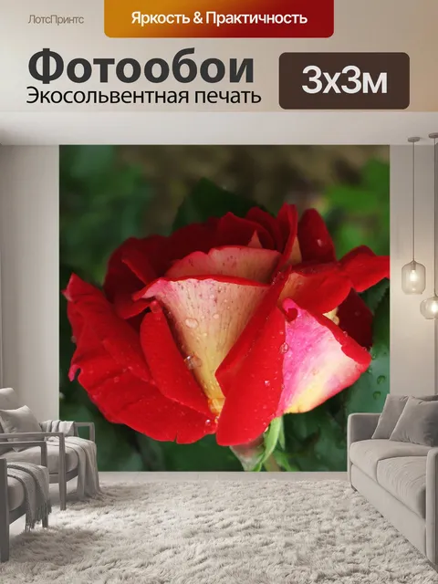 Фотообои Роза