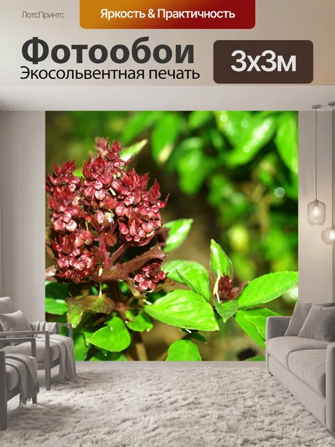 Фотообои Свежие листья базилика
