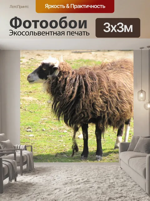 Фотообои Овцы на лугу