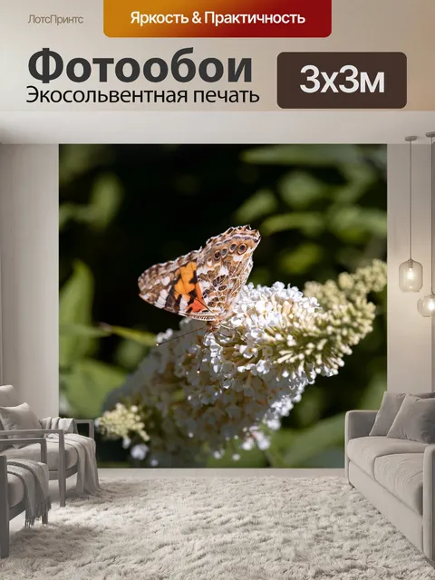 Фотообои Бабочка