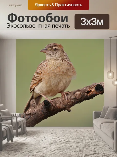 Фотообои Птица