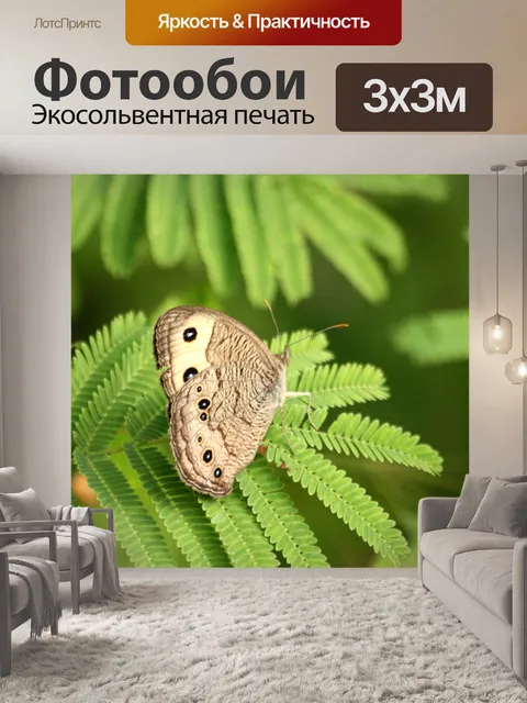 Фотообои Обычная деревянная нимфа на мимозе