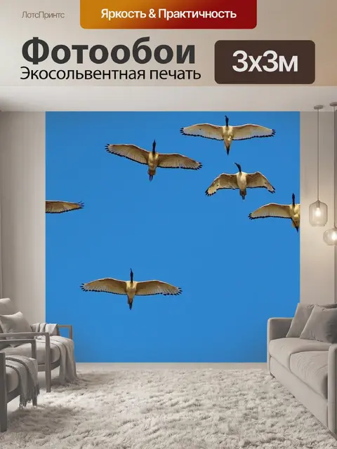 Фотообои Дикие гуси