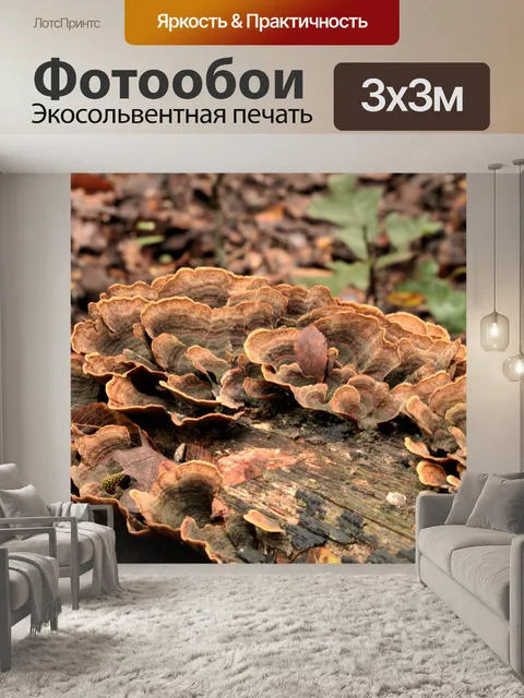 Фотообои Ложные турецкие хвостовые грибы в журнал