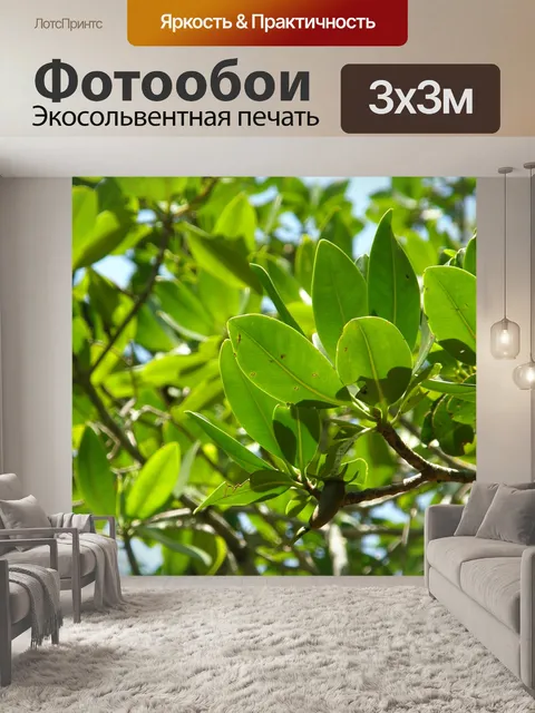 Фотообои Мангровые деревья