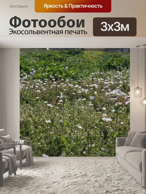 Фотообои Белые цветы в поле
