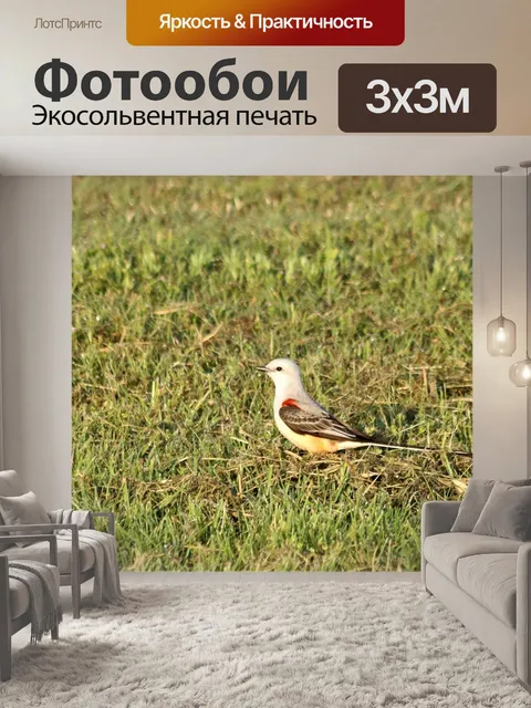 Фотообои Хвост мухоловка в траве