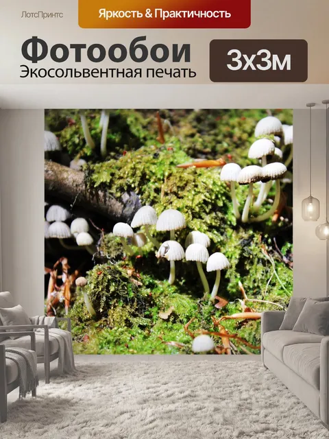 Фотообои Грибы