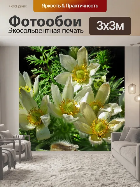 Фотообои Анемоны