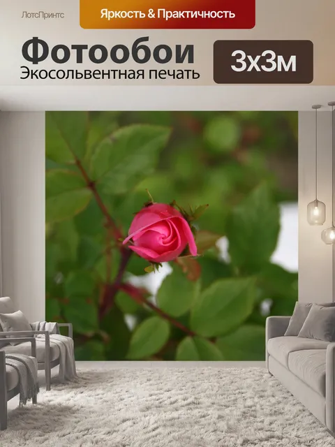 Фотообои Бутон розы