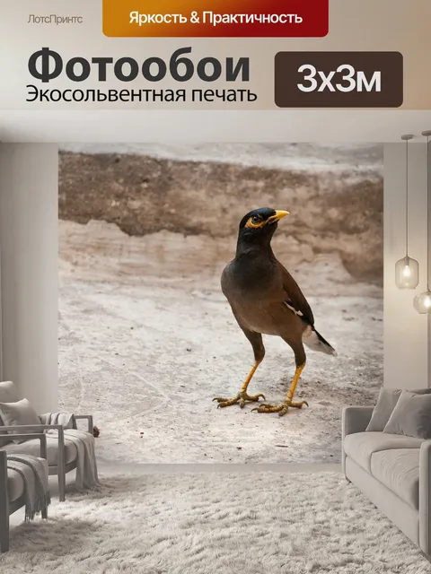 Фотообои Майна