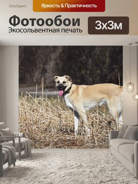 Фотообои Собака