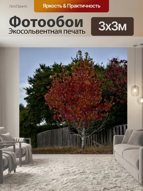 Фотообои Осенний цвет