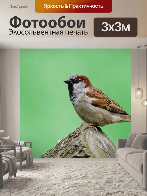 Фотообои Воробей Птица Зеленый фон