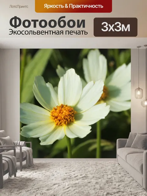Фотообои Два белых цветка кореопсиса