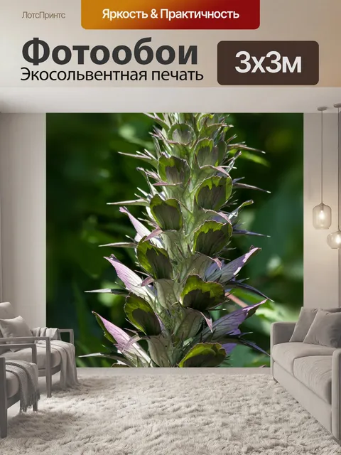 Фотообои Акант