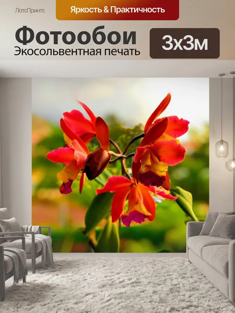 Фотообои Орхидеи