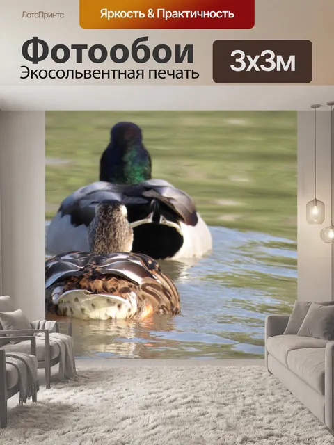 Фотообои Утка зеленым воротником